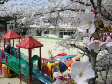 園庭の桜